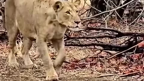 Last Day Of Lion Cub Survival