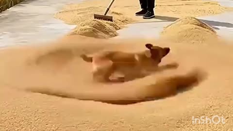 Kutte ne sab kuchh kharab kar diya