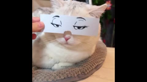🐱😺 Catmoji will make your day! 🐱️ | FunFM