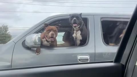 🐕: por favor, cierra la ventanilla