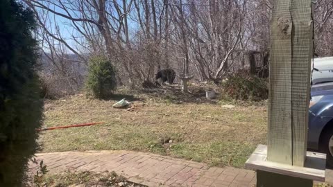 Black Bear Scared Off By Man In Bear Suit