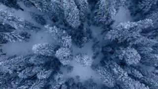 Sasquatch of the Pacific Northwest： Bigfoot Beyond the Redwoods