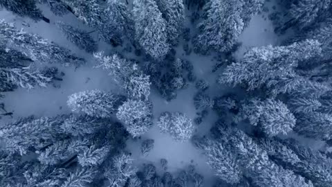Sasquatch of the Pacific Northwest： Bigfoot Beyond the Redwoods