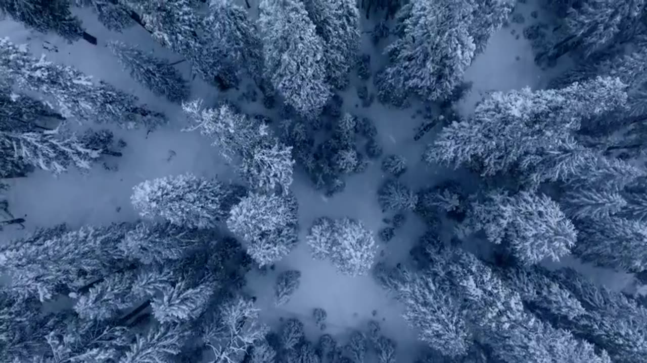Sasquatch of the Pacific Northwest: Bigfoot Beyond the Redwoods