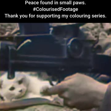 WWII British Soldier with Kitten Moments of Peace in War #WWIIColourised