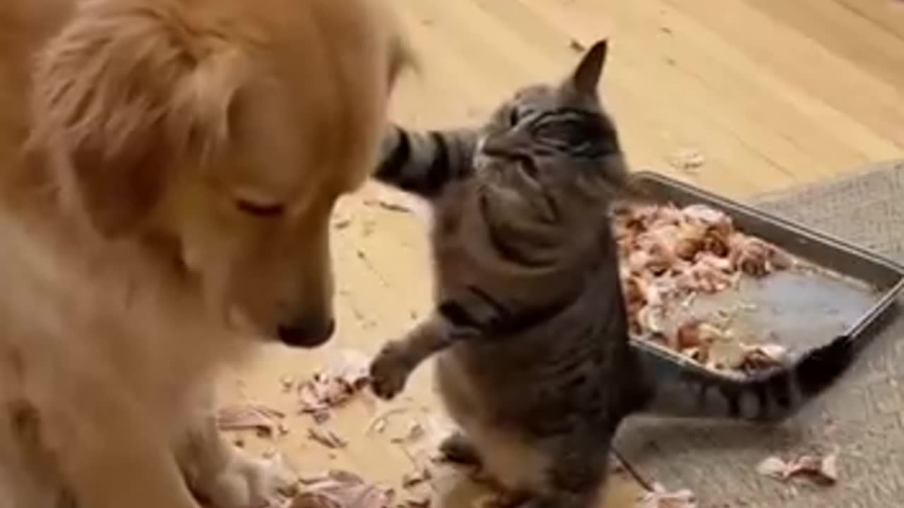 Funny videos of dogs and cats 😂