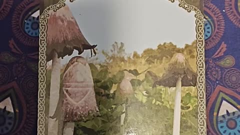 Oracle Card Reading 8/23/25