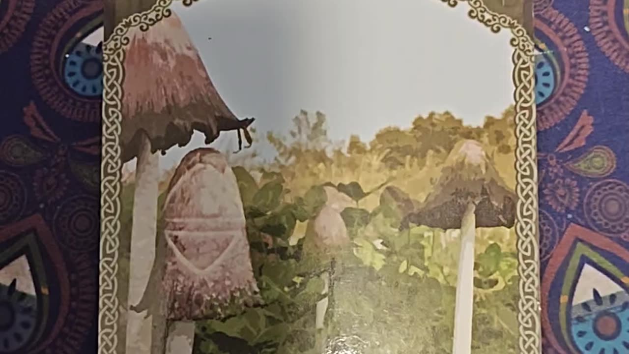 Oracle Card Reading 8/23/25