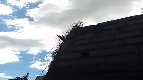 Perseverancia en las dificultades