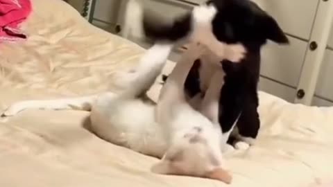 wrestling cats caught on camera-funny