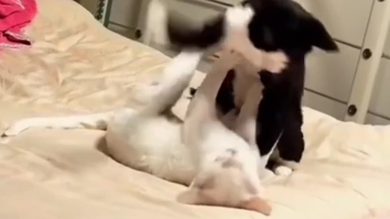 wrestling cats caught on camera-funny