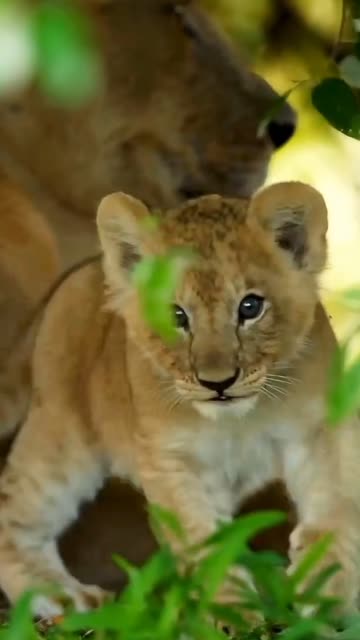 Heartmelting! Fluffy Lion Cubs Showing Their Innocent Charm ❤️🦁