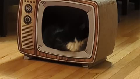 😂🐶 TV Boys Are the Cutest Failures! | FunFM