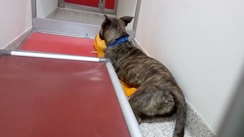 Karla 1y A843201 kennel 175 PACC shelter VID_20250528_170535