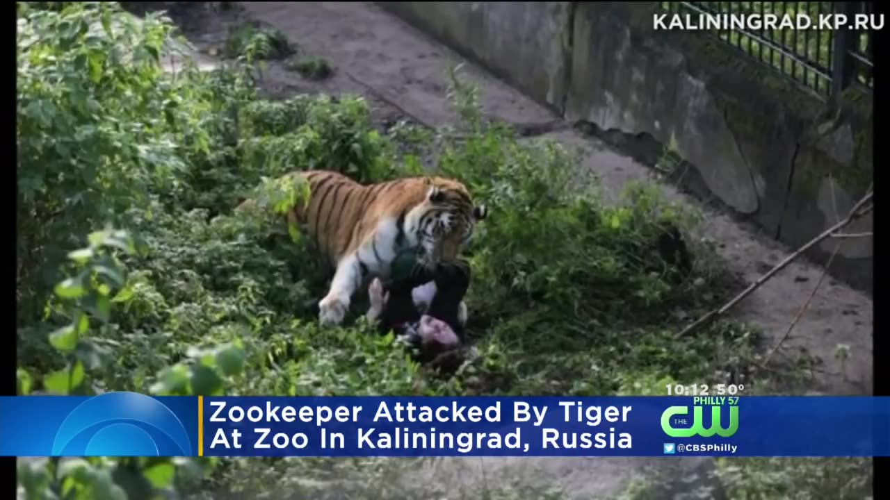 Zookeeper Attacked By Tiger In Russia