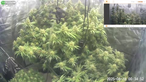 I Grew Two Strains Of Cannabis Side By Side - Which Is Better?