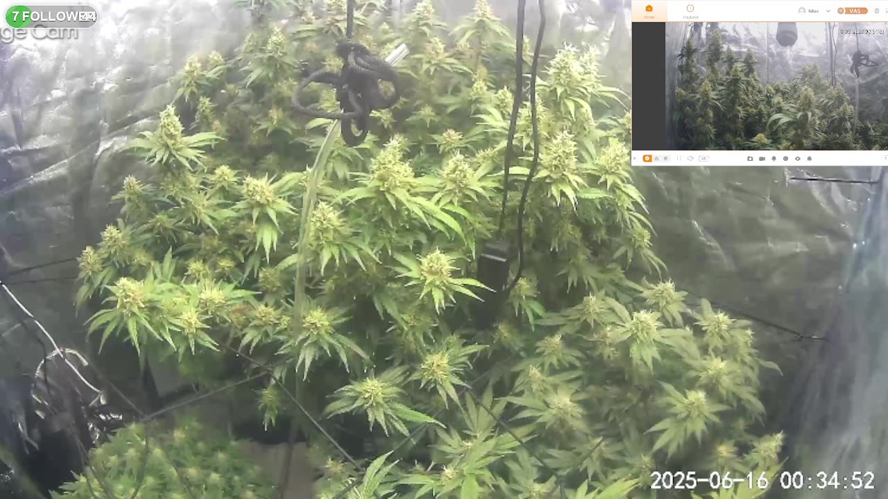 I Grew Two Strains Of Cannabis Side By Side - Which Is Better?