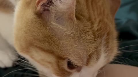 Cat Biting Belly Button Ring