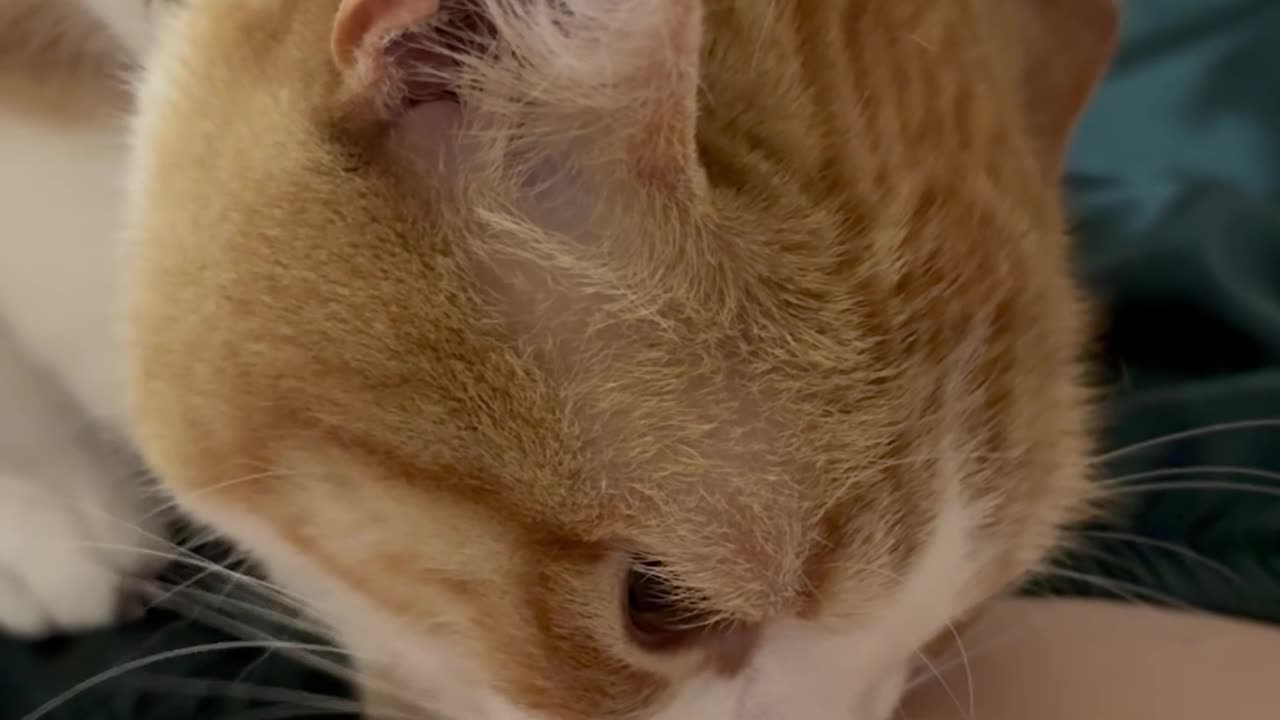 Cat Biting Belly Button Ring