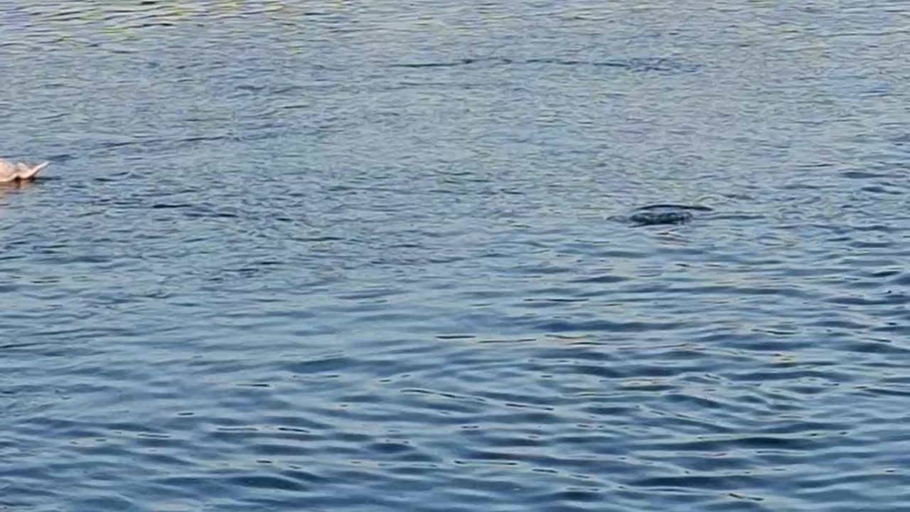 Swans Approaching