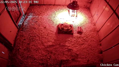 Millar Time Chicken Cam