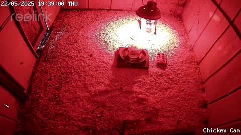 Millar Time Chicken Cam