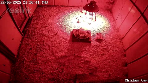 Millar Time Chicken Cam