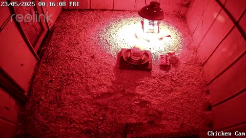 Millar Time Chicken Cam