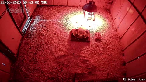 Millar Time Chicken Cam