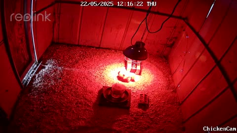 Millar Time Chicken Cam