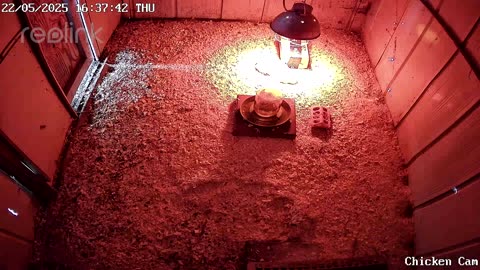 Millar Time Chicken Cam