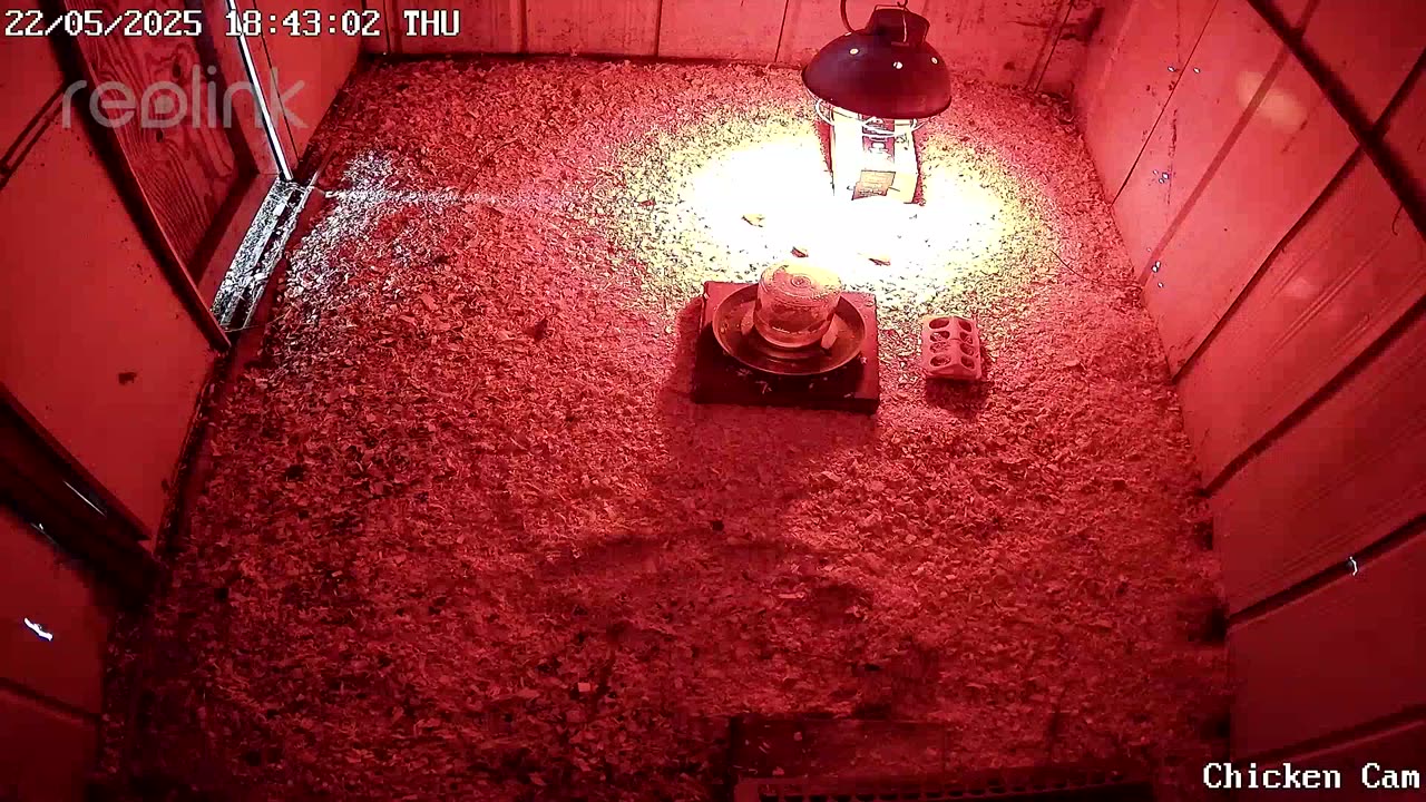 Millar Time Chicken Cam