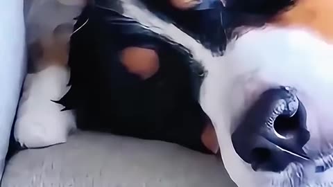 Dogs bullying cats🧐🧐😭