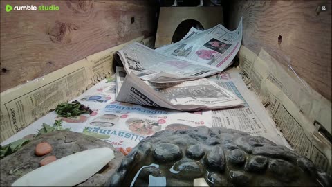 Shelly The Tortoise Day 3!