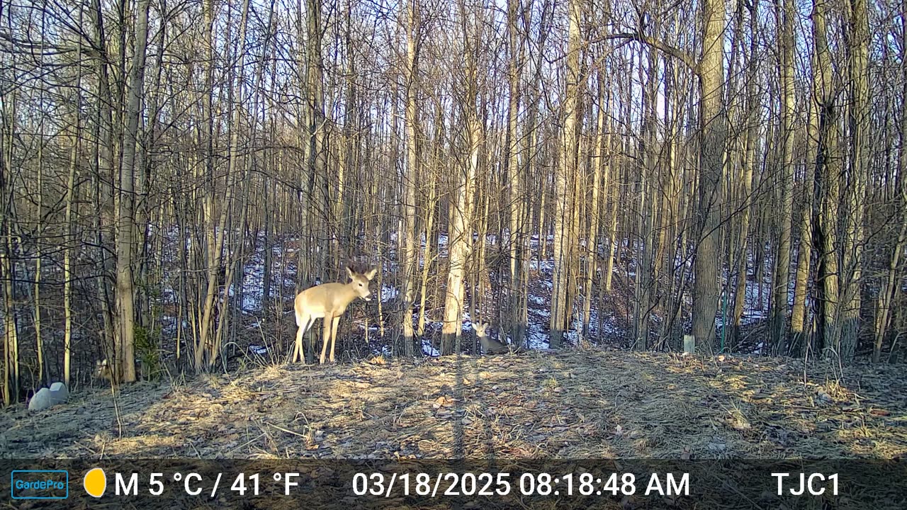 Deer Emerging From Forest