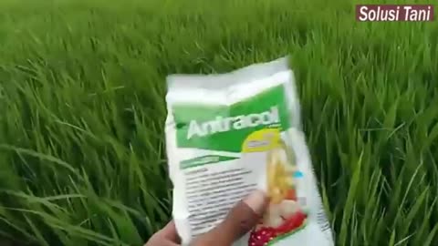 Benefits of Antracol for Rice That You Need to Know