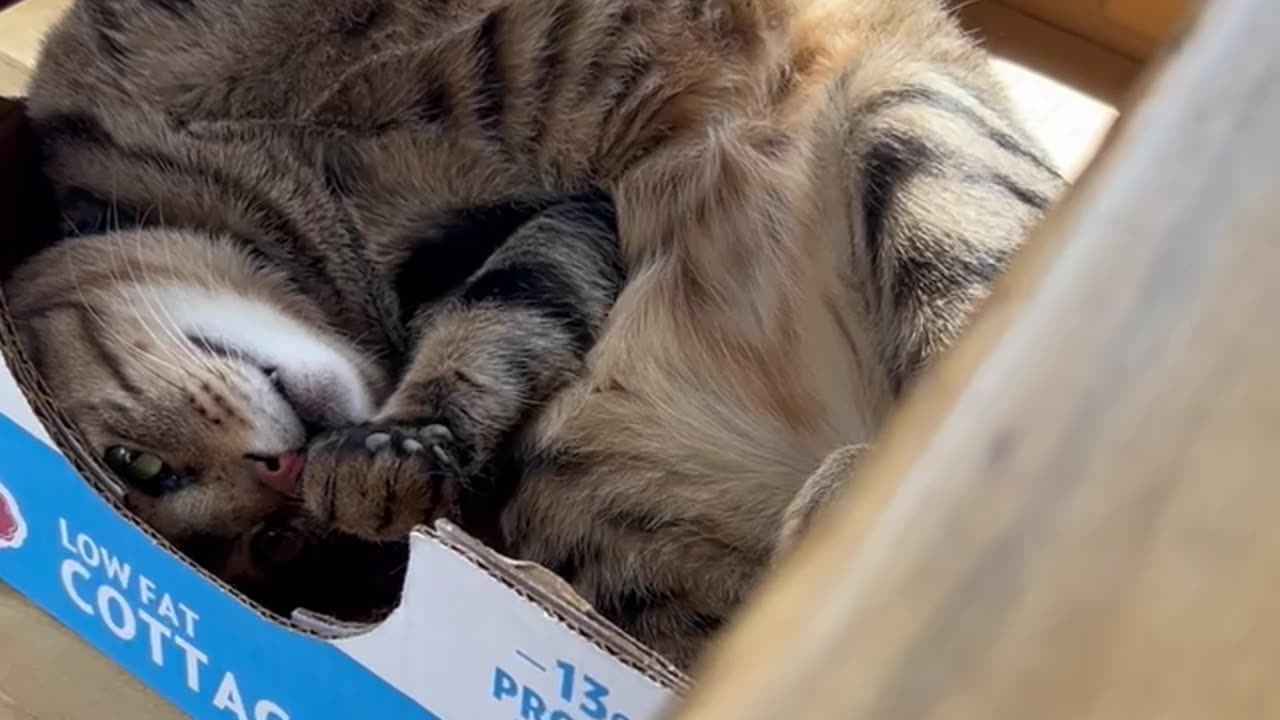 Talkative Cat in a Cardboard Box