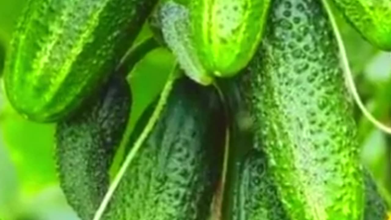 Beautiful Cucumber Nature Shots | Refreshing Greener