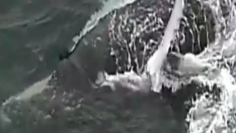 southern right whale