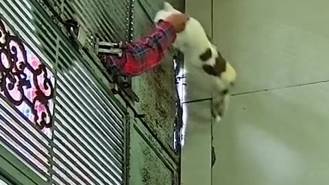 🐱😂 This Cat is a Master of Disguise! | FunFM