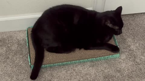 Cute Precious Piper Should Do TV Commercials - Adopting a Cat from a Shelter Vlog