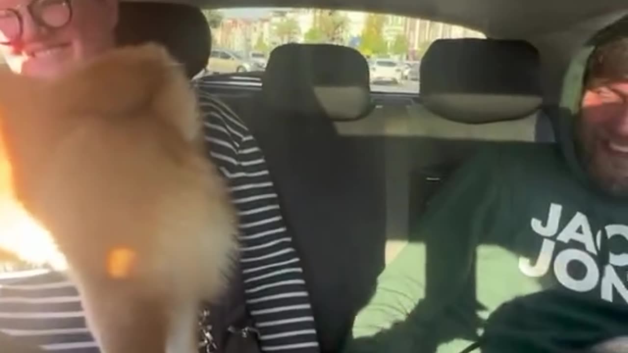 Ninja dogš¤£