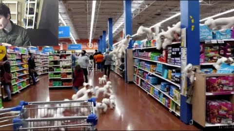 Over 10 Toy Poodle Dogs Around A Walmart Supercenter Fake Funny Parody Video With Live Commentary