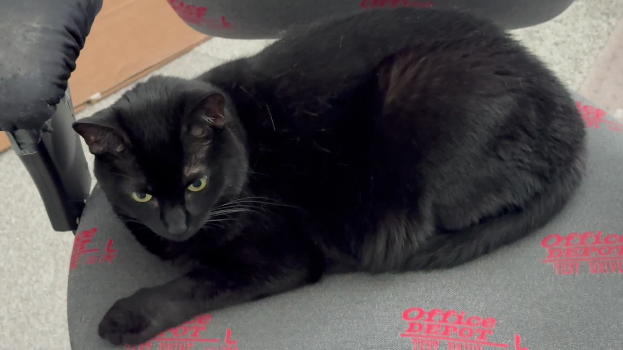 Cute Precious Piper Practices Poses for a Magazine Cover - Adopting a Cat from a Shelter Vlog