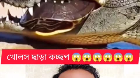 “খোলস ছাড়া কচ্ছপ! 😳 দেখুন ভাই কিভাবে আল্লাহর কুদরতে বেঁচে গেল 🐢✨”