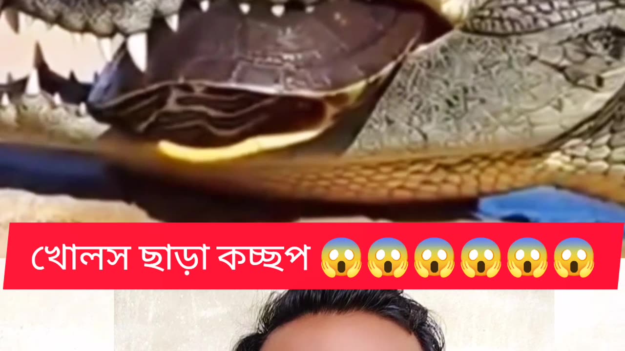 “খোলস ছাড়া কচ্ছপ! 😳 দেখুন ভাই কিভাবে আল্লাহর কুদরতে বেঁচে গেল 🐢✨”