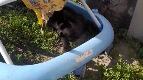 🐈🐕 The Perfect Playdate! 😂 my playful cat and my friendly dog | FunFM