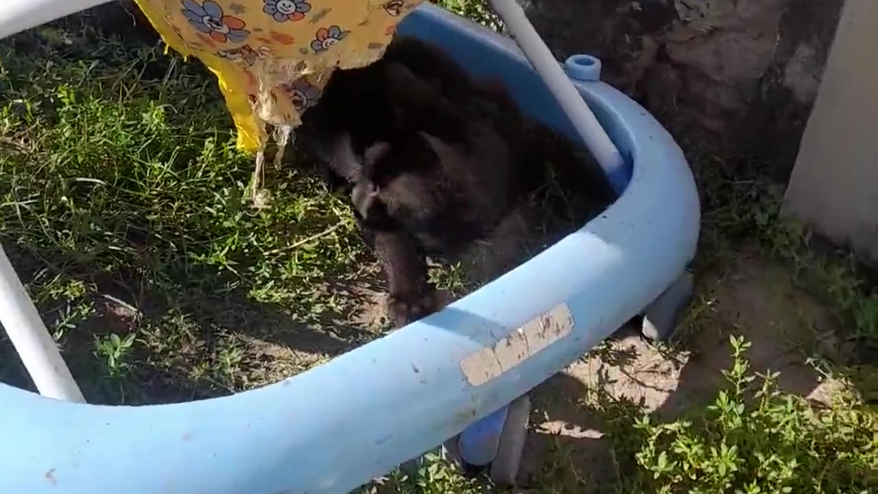 🐈🐕 The Perfect Playdate! 😂 my playful cat and my friendly dog | FunFM
