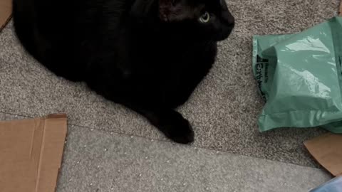 Cute Precious Piper Points to What Needs to Be Done - My Adopted Shelter Cat Vlog. #shorts