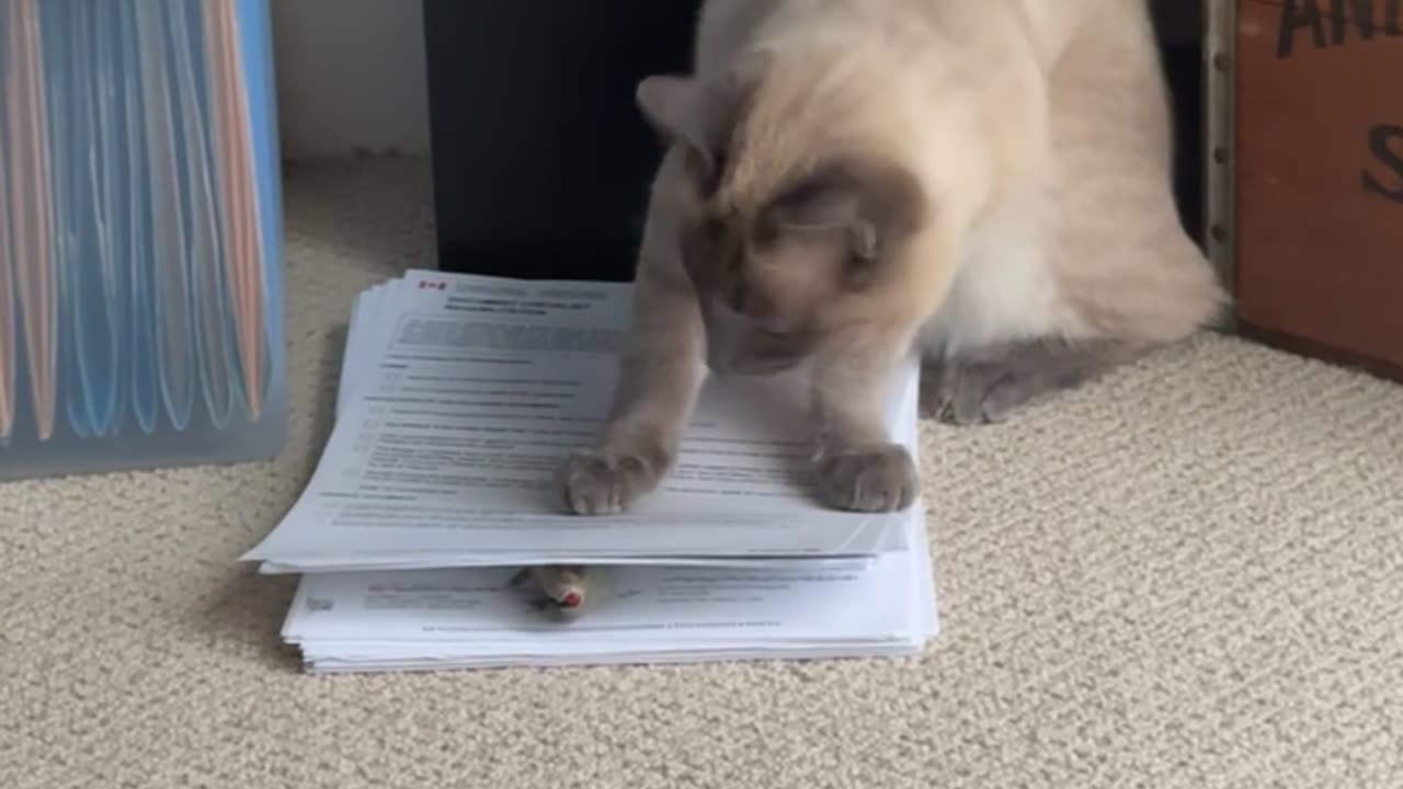 Cat Outsmarted By Paper Stack